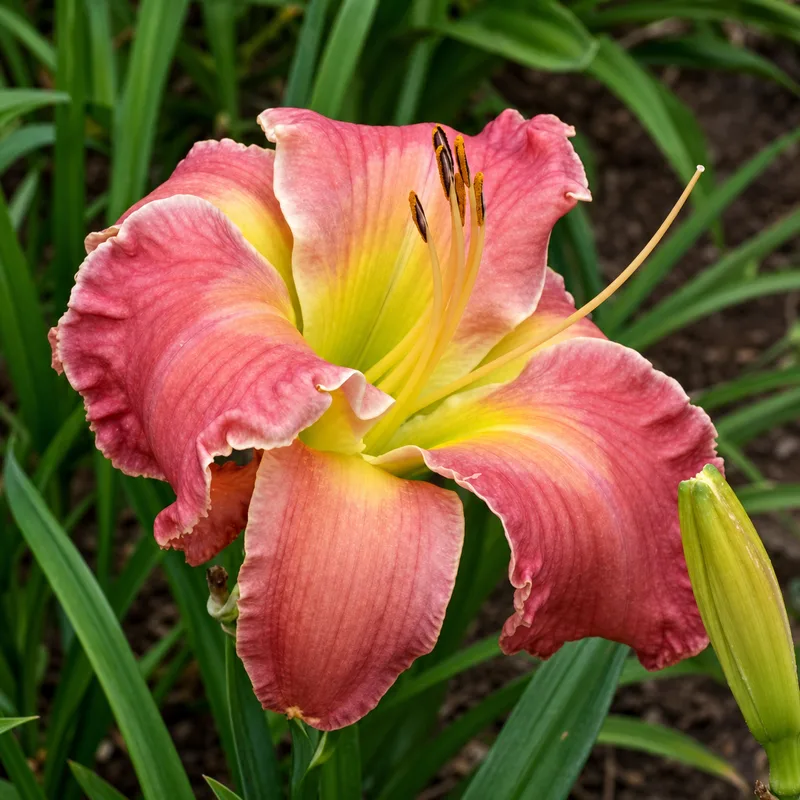 Electric Flamingo