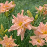 Rolling Oaks Double Peachy AHS image