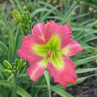 Rolling Oaks Pink Emerald AHS image