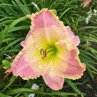 Caribbean Island Breeze AHS image