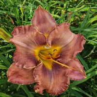 Chocolate Bliss AHS image