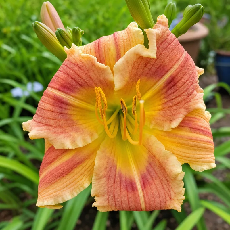 Cantaloupe Moonshine