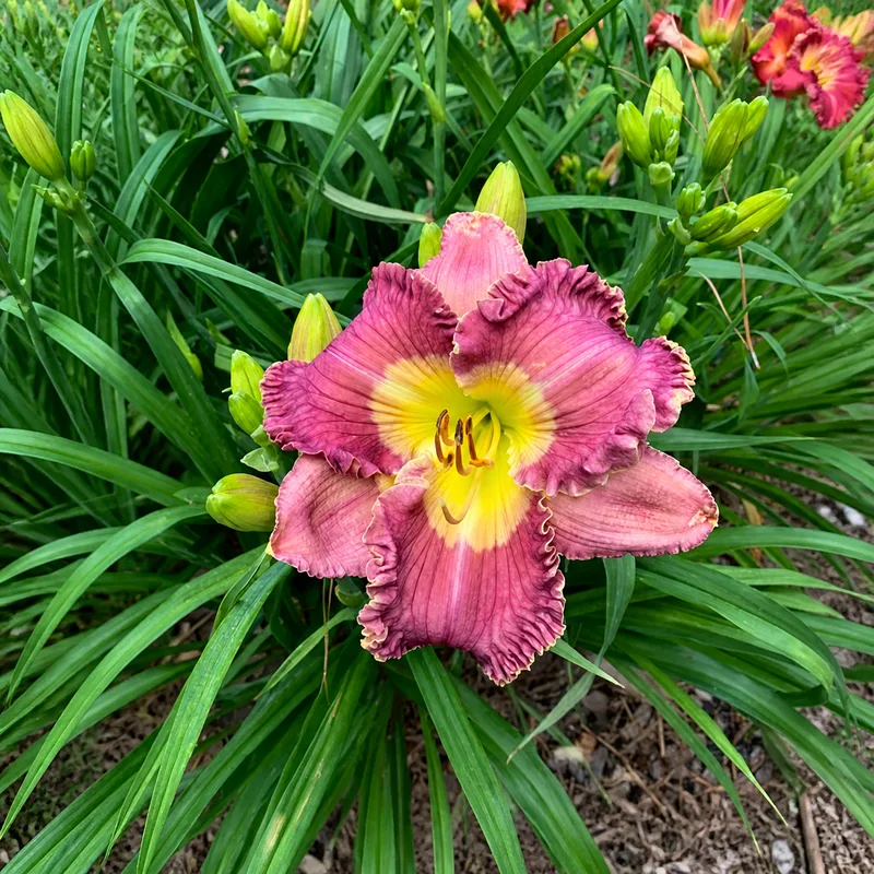 Southern Lavender Mist