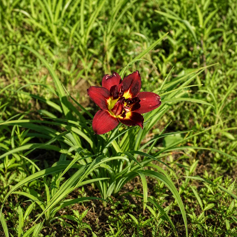 Double Red