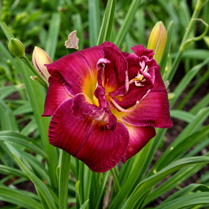 Double Royal Purple