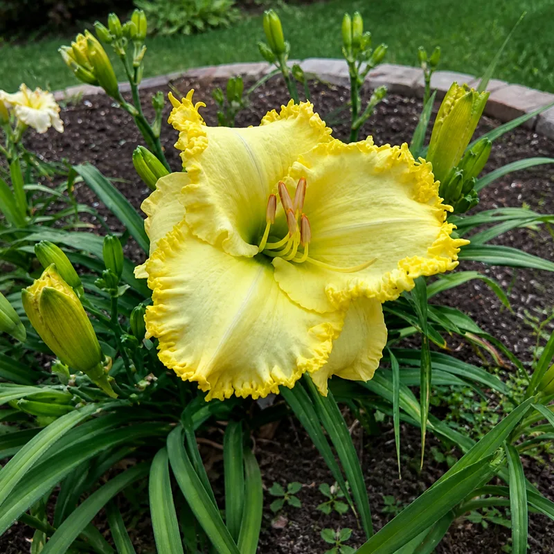 Yellow Opulence AHS image