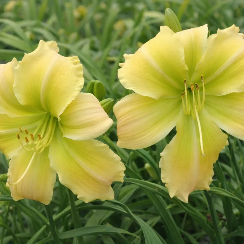 Chase the Limelight daylily bloom