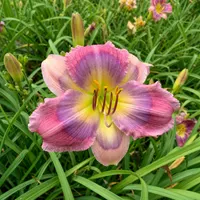 Lavender Galaxy AHS image