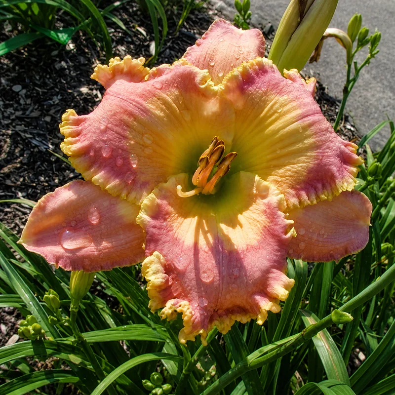 Everflowing Spring AHS image