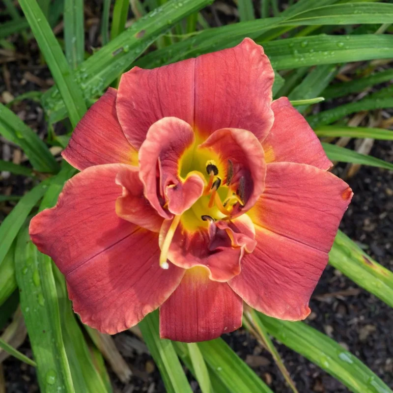 Double Trouble daylily bloom
