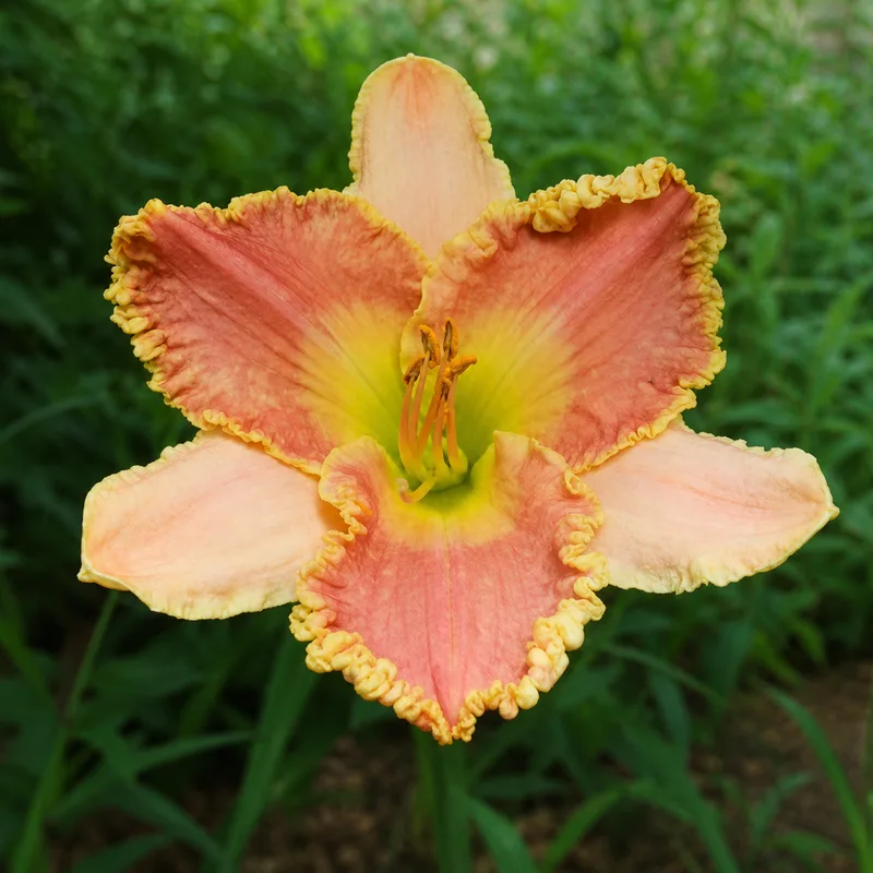 Chunxin AHS image