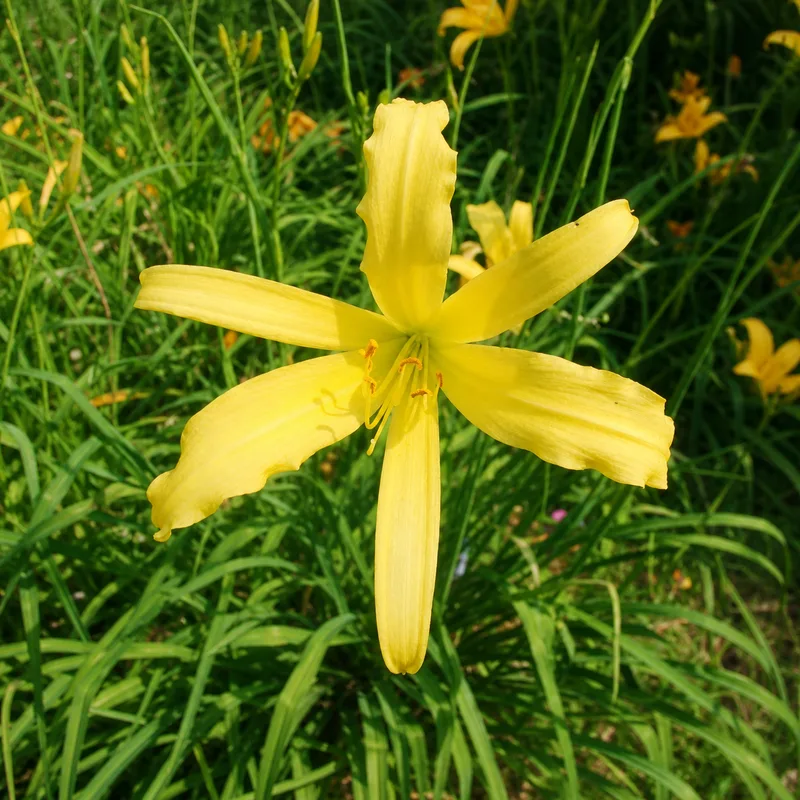 Juzizhi