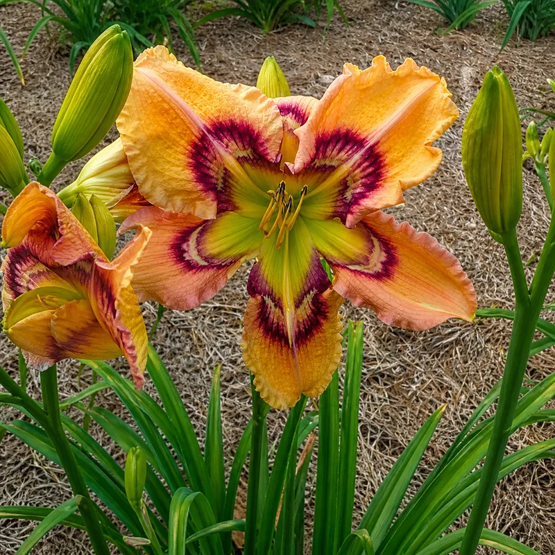 Apricot Sensation