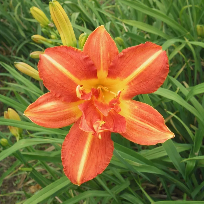 Double Tulip AHS image