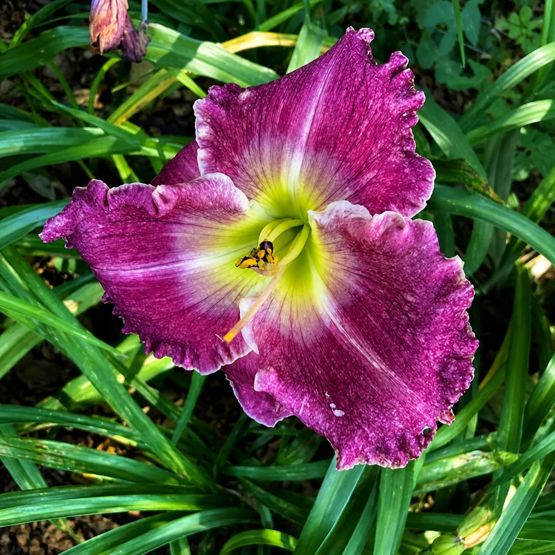 Hummingbird Tears AHS image