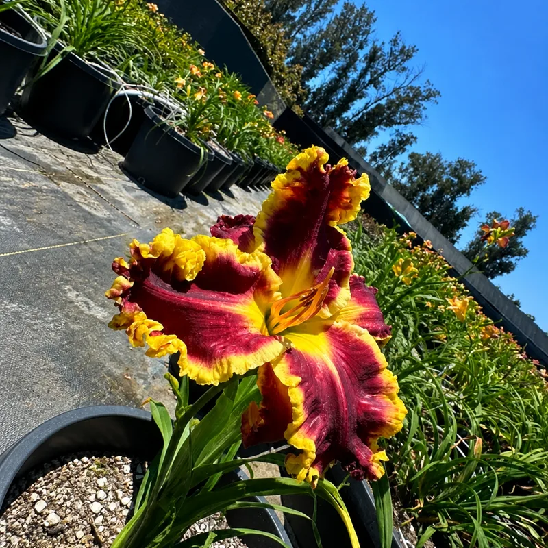 Ruby Crown AHS image