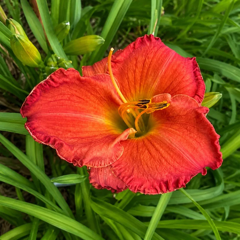 Aruba Ariba