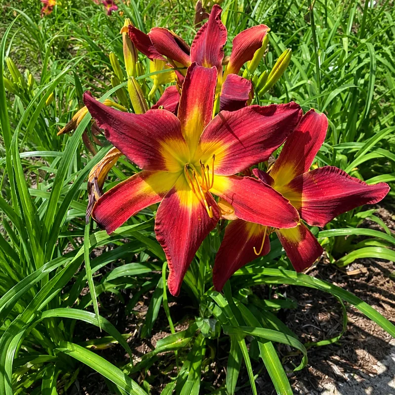 Piper's Petals AHS image