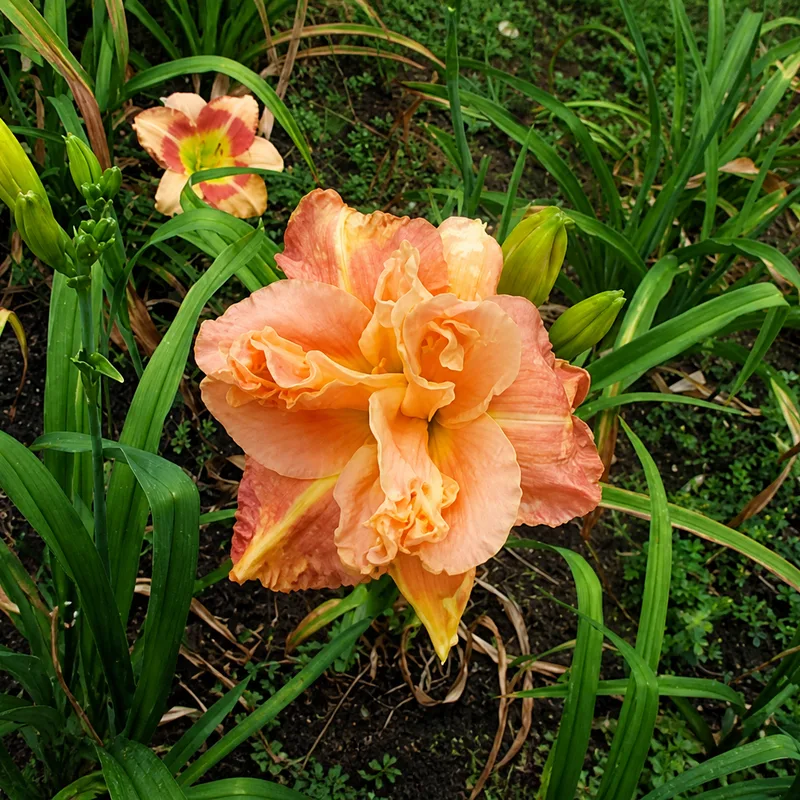 Angelika's Peach Sunset