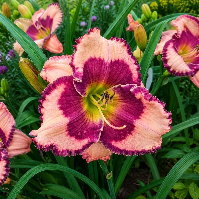 Bright Eyed Beauty AHS image