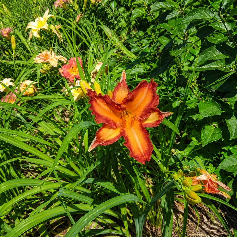 Cottage Pizzazz AHS image