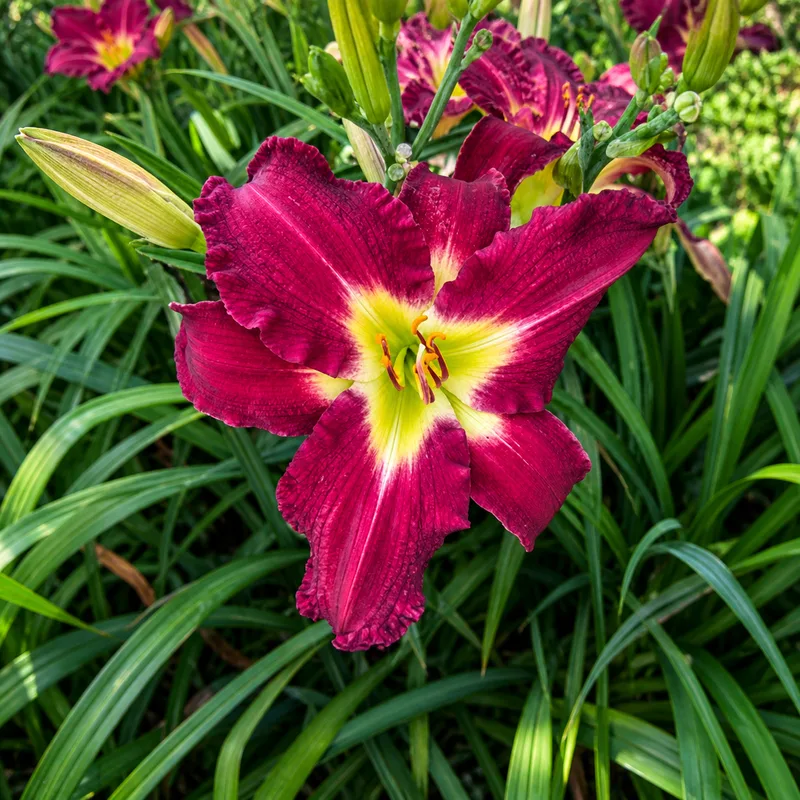 Carolina Red Rebel AHS image