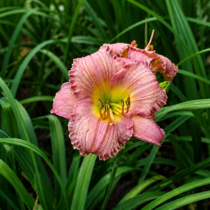 My Little Pretty Pink