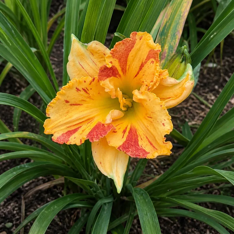 Mango Cherry Chaos AHS image