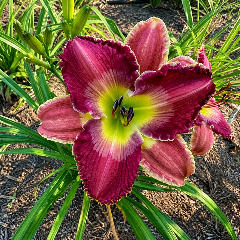 Aruba Reina
