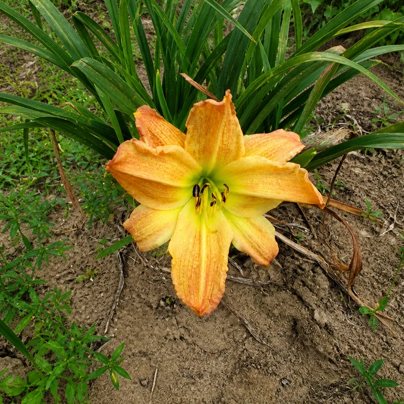 Pride of Pam AHS image