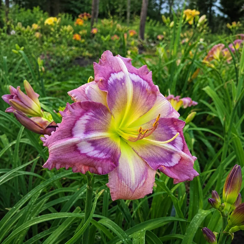 Heavy Petal Dusk till Dawn