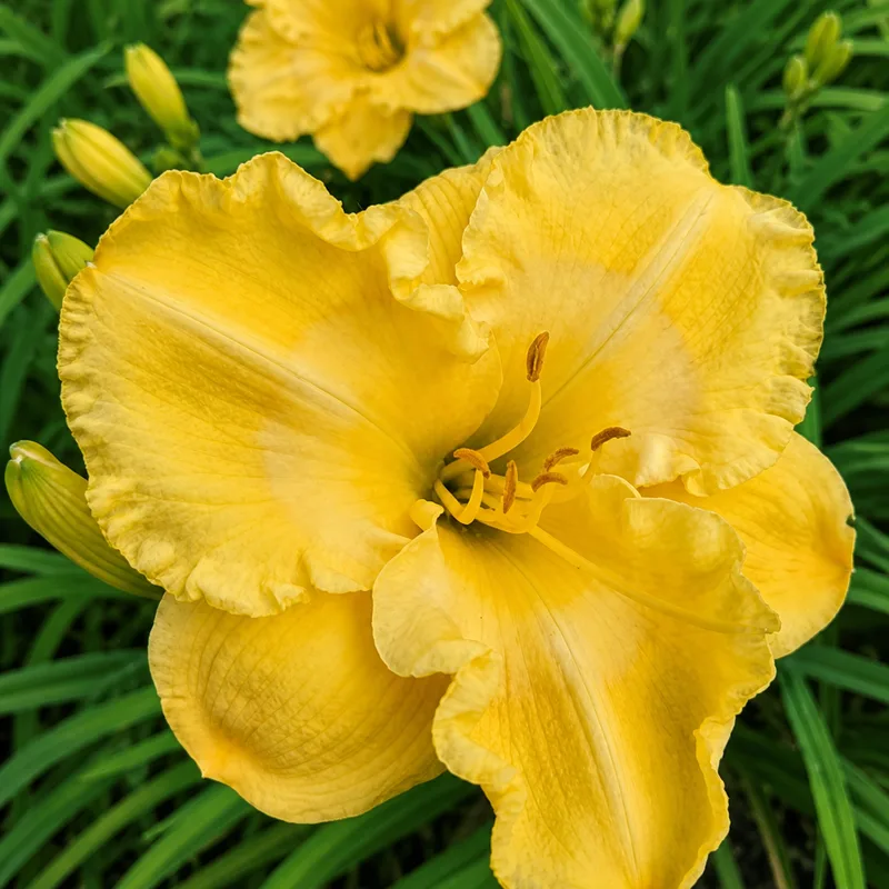 Heavy Petal Let the Son Shine In AHS image