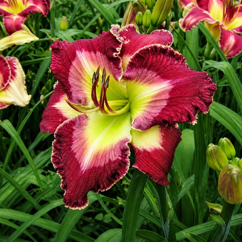 Stone Palace Cherry Blush AHS image