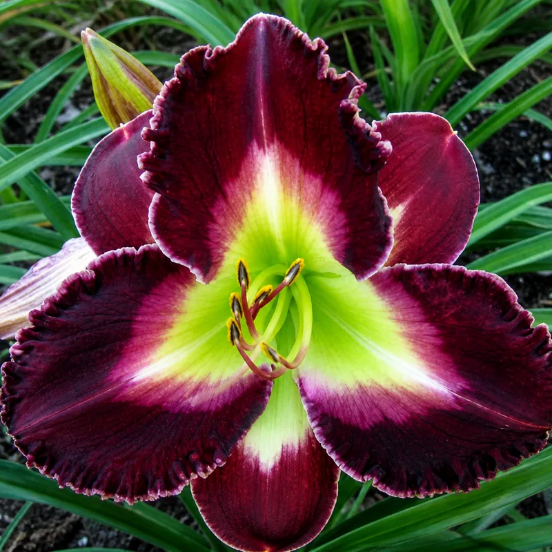 Stone Palace Plum Beautiful AHS image
