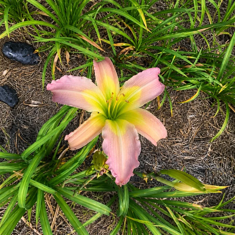Beautiful Star AHS image