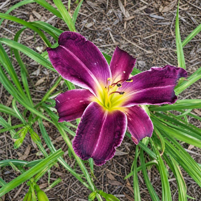 Leroy's Beauty AHS image