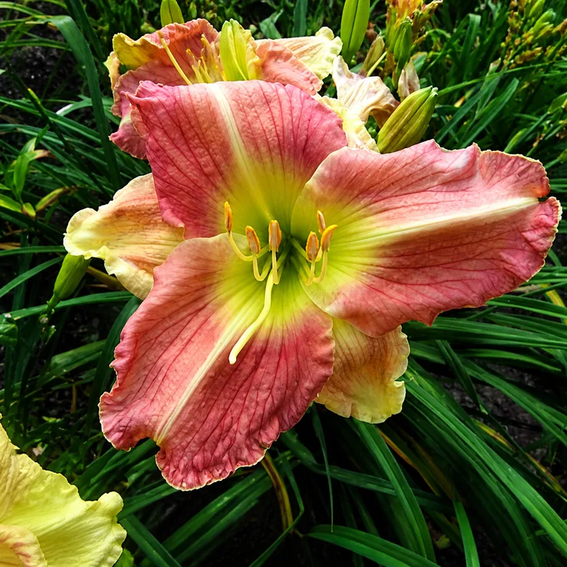 Une Sibelle Langlois au Paradis AHS image