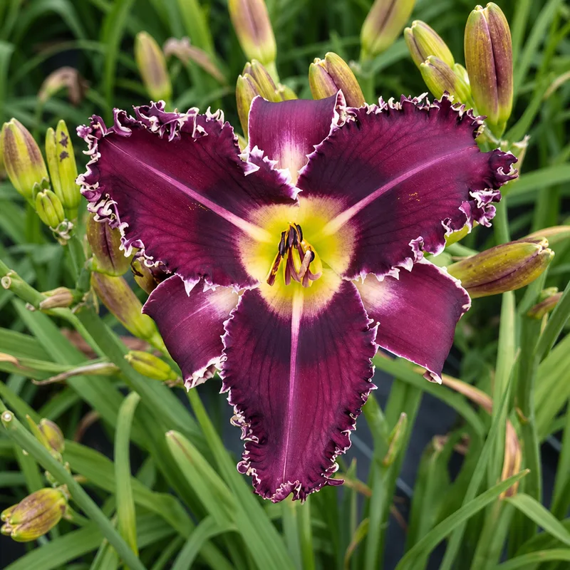 Crazy Bloomer AHS image