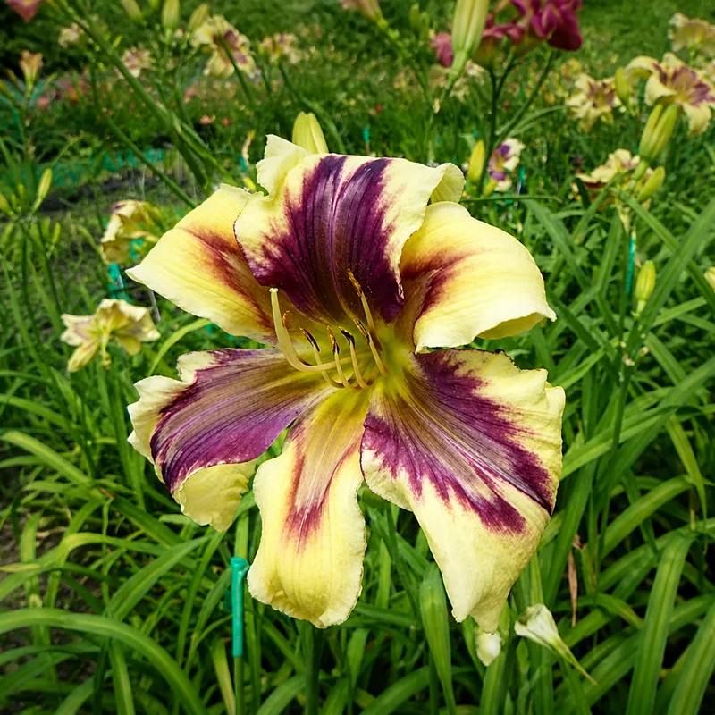A Myriad of Colors