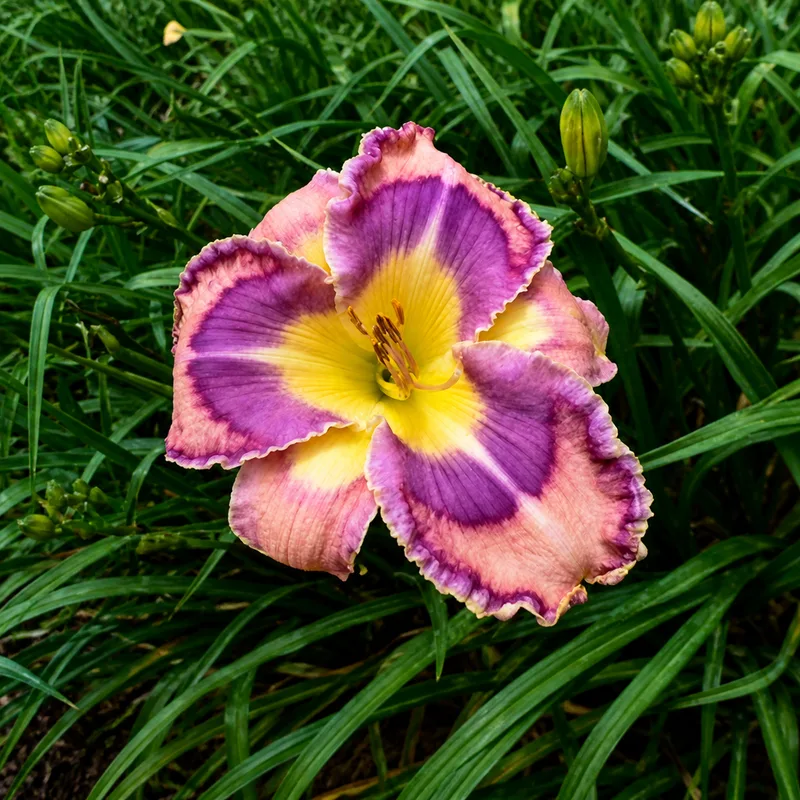 Alone in the Garden AHS image