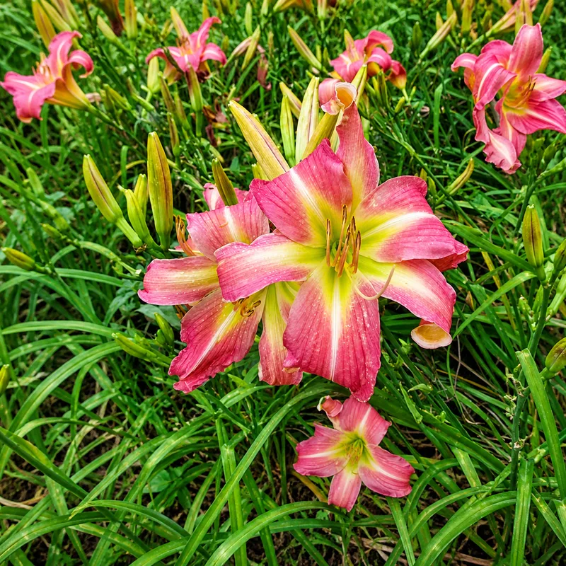Gekko Garden Dragon Fruits AHS image