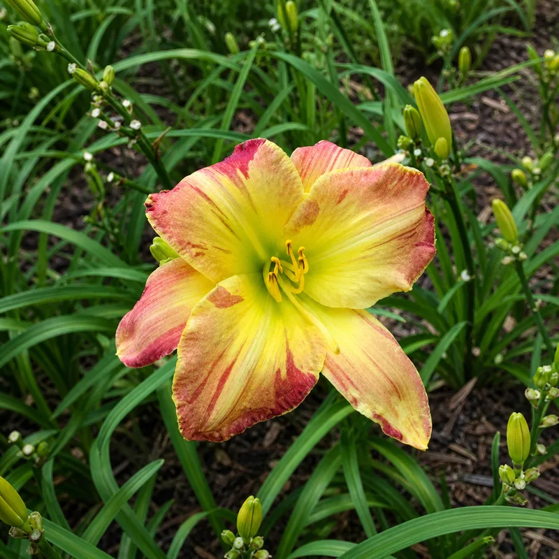 Laurelwood's Summer Vibes AHS image