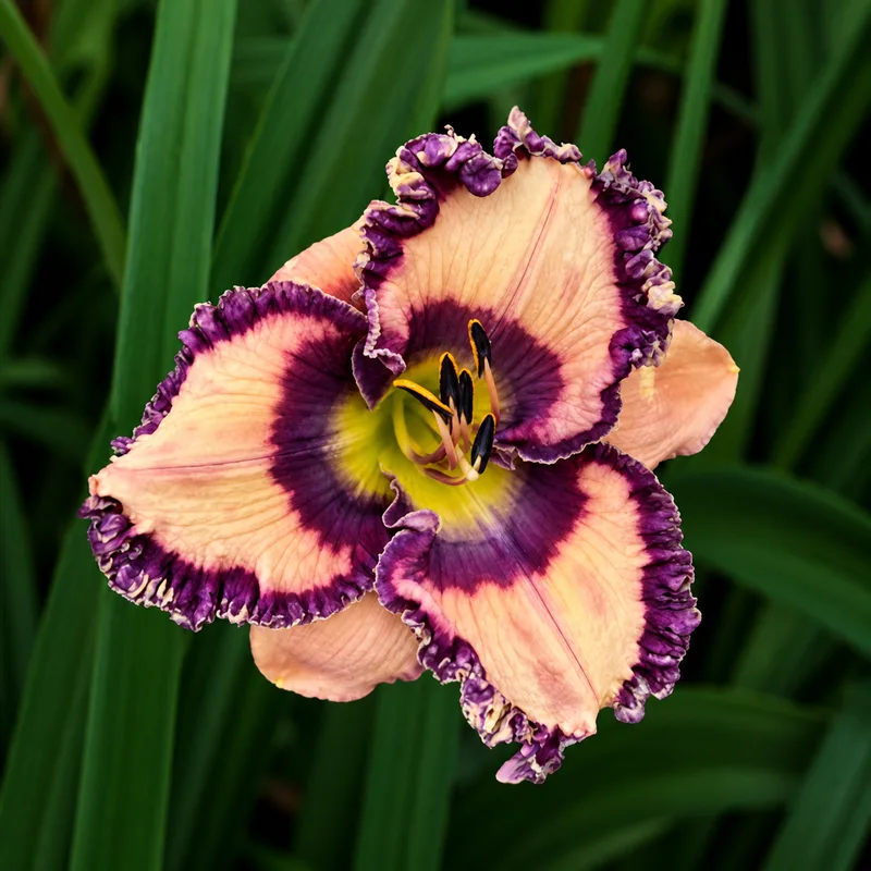 Blueberry Ruffles AHS image