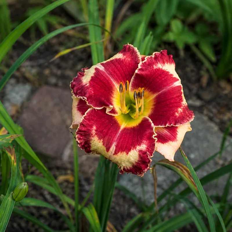 Beauty from the Earth AHS image