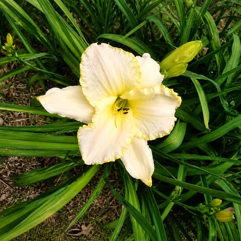 Oma Helen