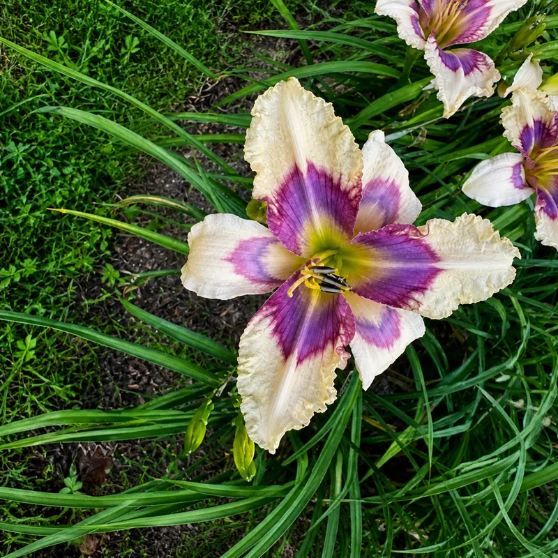 June Jewel AHS image