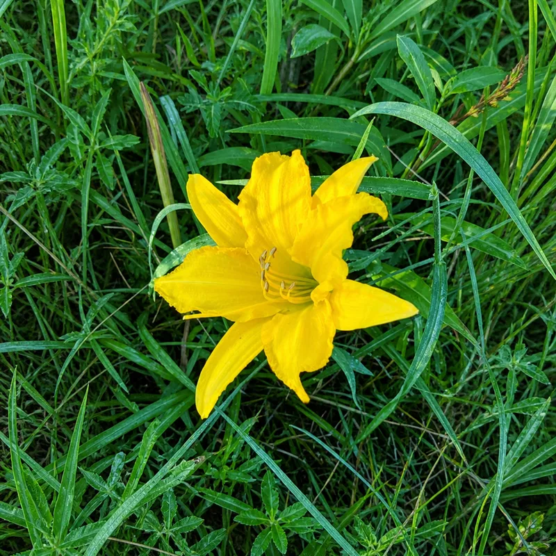 Mrs Jane's Sunshine