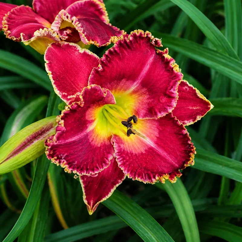 Upper Deck Blast AHS image