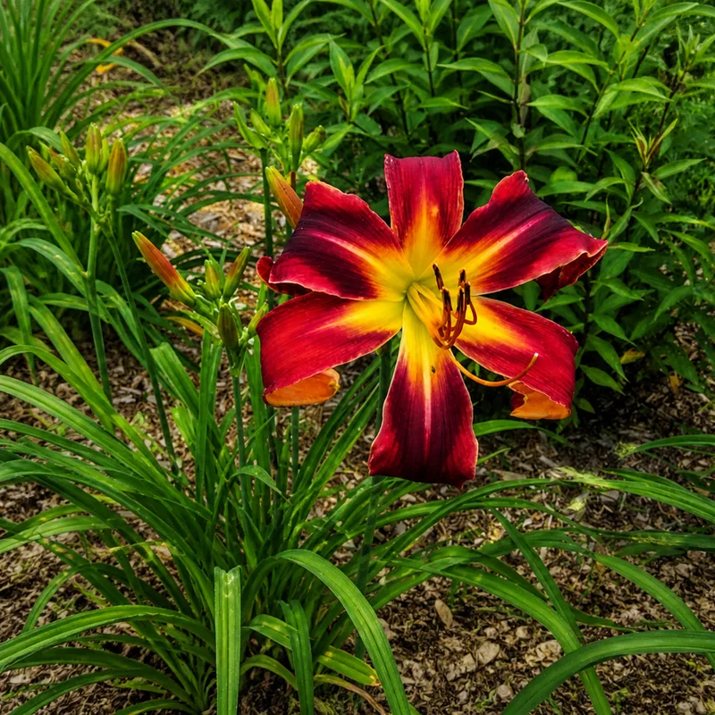 Feux Follets AHS image
