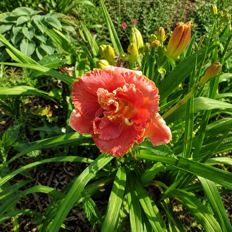 Récif de Corail AHS image
